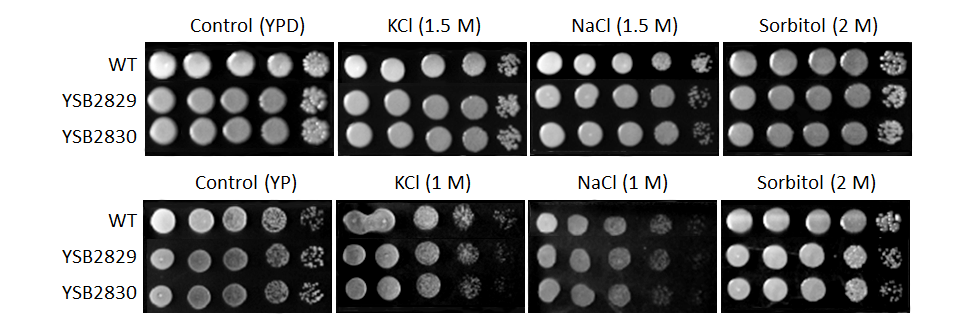 Osmotic stress phenotype for CNAG_06051T0