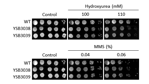 Genotoxic stress phenotype for CNAG_06086T0