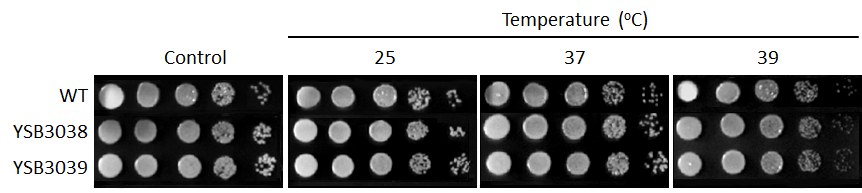 Growth phenotype for CNAG_06086T0