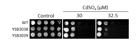 Heavy metal stress phenotype for CNAG_06086T0