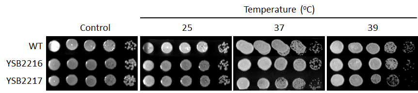 Growth phenotype for CNAG_06161T0