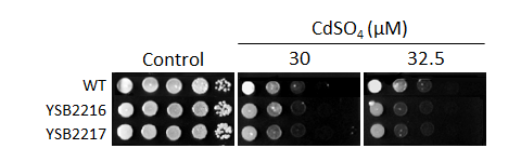 Heavy metal stress phenotype for CNAG_06161T0