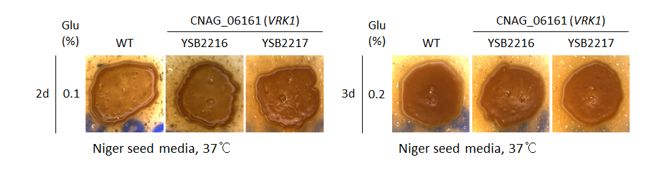 Melanin phenotype for CNAG_06161T0