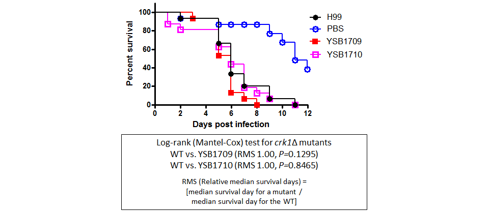 Galleria mellonella virulence data for CNAG_06193T0