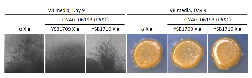 Growth phenotype for CNAG_06193T0