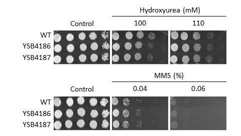 Genotoxic stress phenotype for CNAG_06278T0
