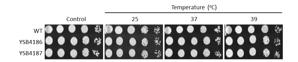 Growth phenotype for CNAG_06278T0