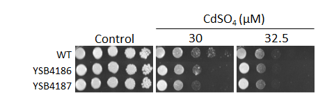 Heavy metal stress phenotype for CNAG_06278T0
