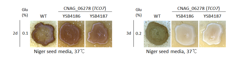 Melanin phenotype for CNAG_06278T0