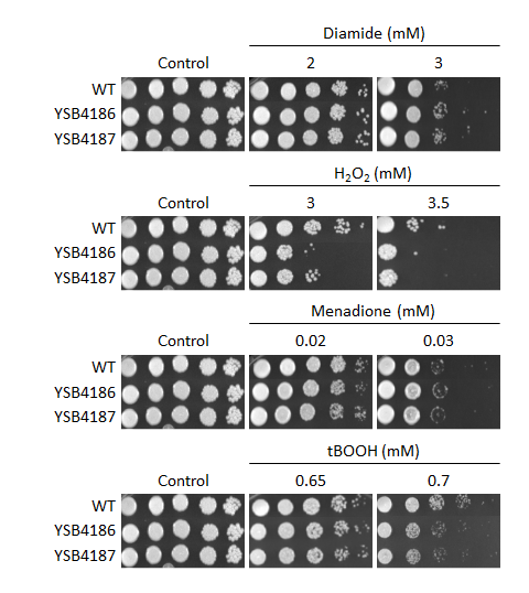 Oxidative stress phenotype for CNAG_06278T0