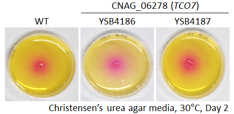 Urease phenotype for CNAG_06278T0