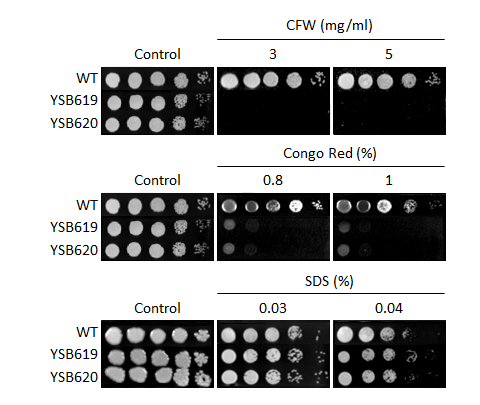 Cell wall stress phenotype for CNAG_06301T0