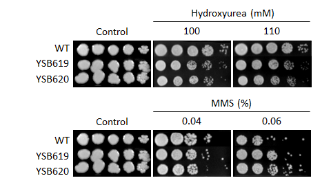 Genotoxic stress phenotype for CNAG_06301T0