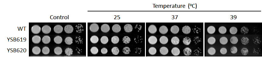 Growth phenotype for CNAG_06301T0