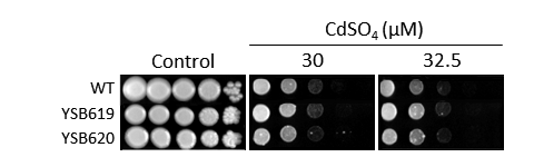 Heavy metal stress phenotype for CNAG_06301T0