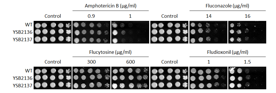 Antifungal drug susceptibility for CNAG_06310T0
