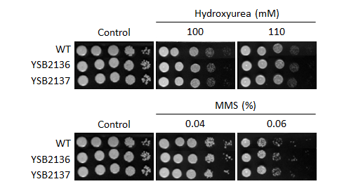 Genotoxic stress phenotype for CNAG_06310T0