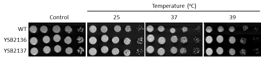 Growth phenotype for CNAG_06310T0
