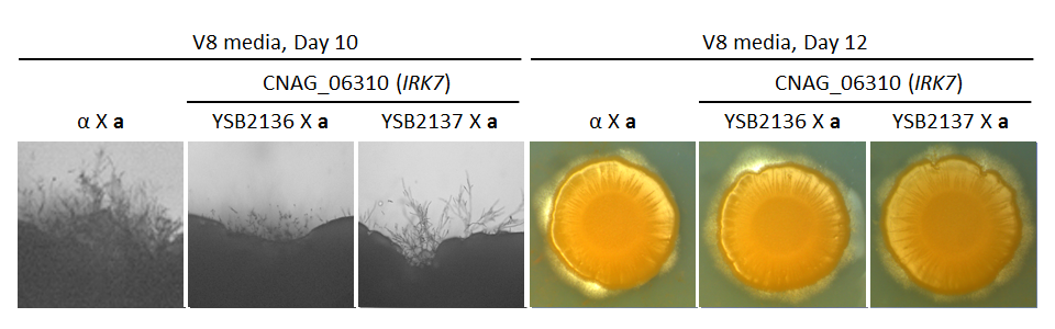 Growth phenotype for CNAG_06310T0