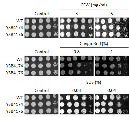 Cell wall stress phenotype for CNAG_06366T0