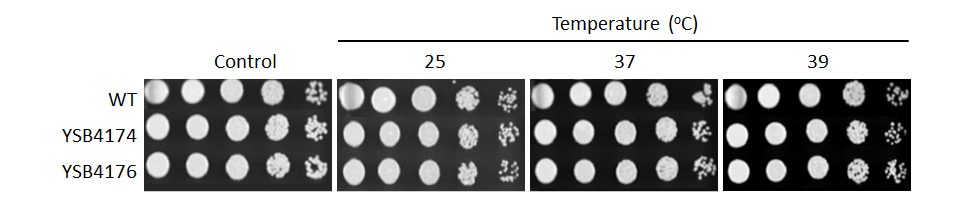 Growth phenotype for CNAG_06366T0