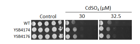 Heavy metal stress phenotype for CNAG_06366T0