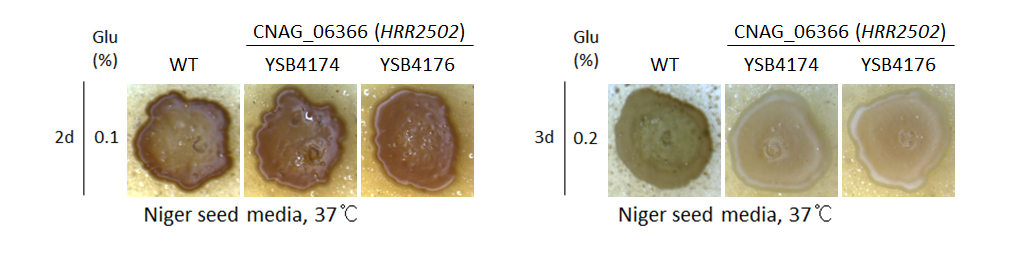 Melanin phenotype for CNAG_06366T0