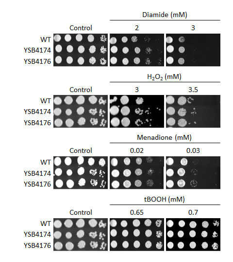 Oxidative stress phenotype for CNAG_06366T0