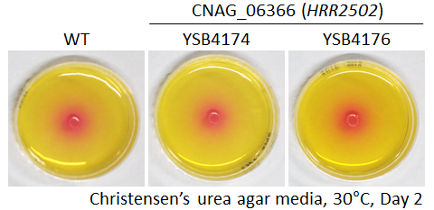 Urease phenotype for CNAG_06366T0