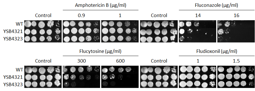 Antifungal drug susceptibility for CNAG_06490T0