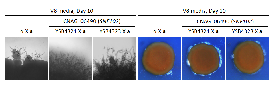 Growth phenotype for CNAG_06490T0
