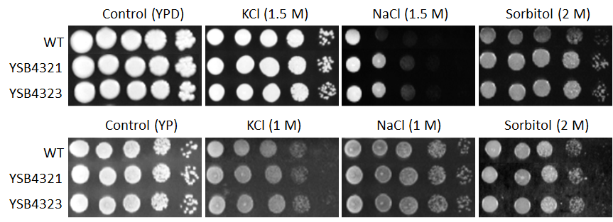 Osmotic stress phenotype for CNAG_06490T0