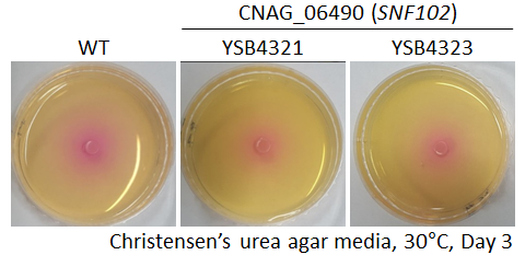 Urease phenotype for CNAG_06490T0