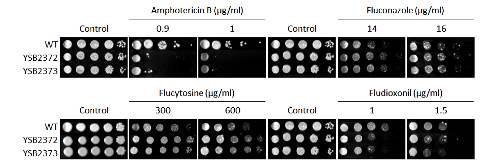 Antifungal drug susceptibility for CNAG_06552T0