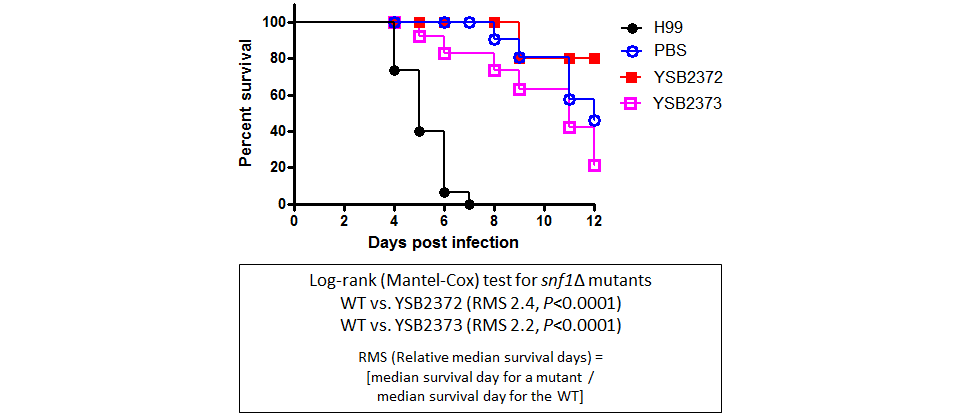 Galleria mellonella virulence data for CNAG_06552T0