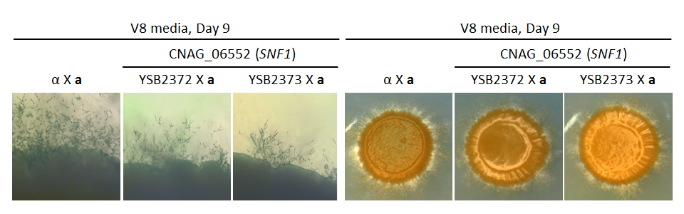 Growth phenotype for CNAG_06552T0