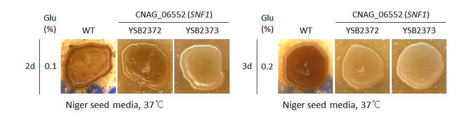 Melanin phenotype for CNAG_06552T0