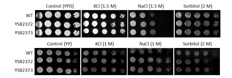 Osmotic stress phenotype for CNAG_06552T0