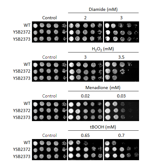 Oxidative stress phenotype for CNAG_06552T0