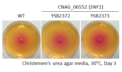 Urease phenotype for CNAG_06552T0