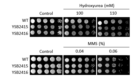 Genotoxic stress phenotype for CNAG_06553T0