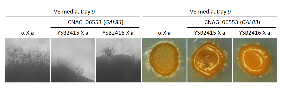 Growth phenotype for CNAG_06553T0