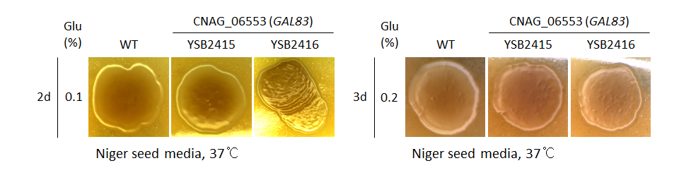 Melanin phenotype for CNAG_06553T0