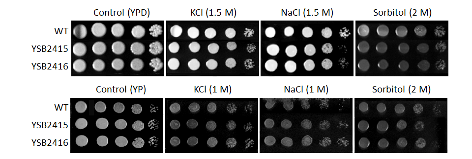 Osmotic stress phenotype for CNAG_06553T0