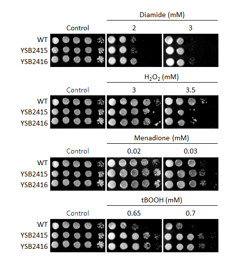 Oxidative stress phenotype for CNAG_06553T0