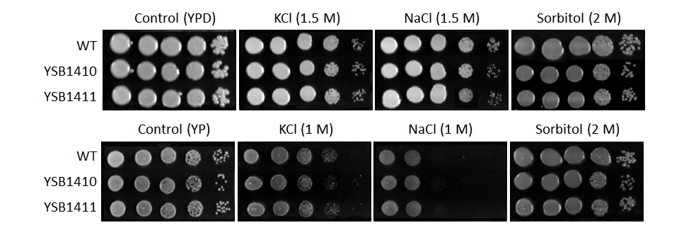 Osmotic stress phenotype for CNAG_06568T0