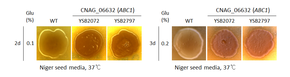 Melanin phenotype for CNAG_06632T0