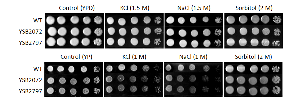 Osmotic stress phenotype for CNAG_06632T0