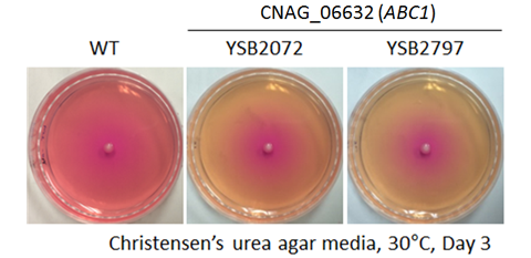 Urease phenotype for CNAG_06632T0