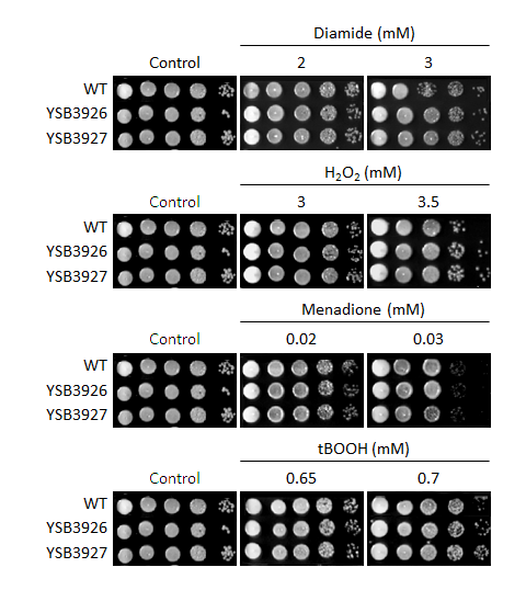 Oxidative stress phenotype for CNAG_06671T0